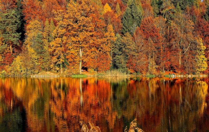 Fall Leaves